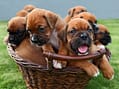 Buy Boxer puppies Near Me