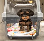 Shipping & delivery Yorkie Terrier