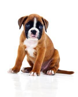 Cheap Boxer Puppies for Sale 