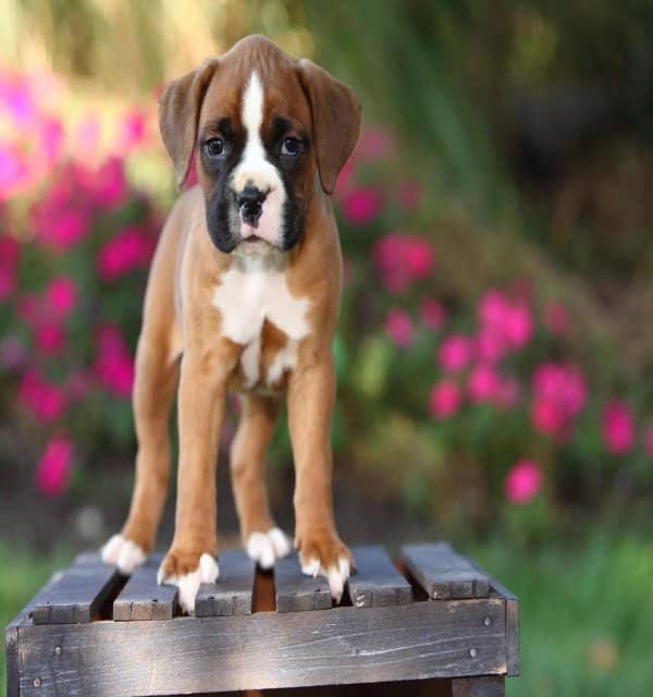 Reputable Boxer puppy breeders