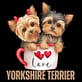 Yorkshire terrier dog breed